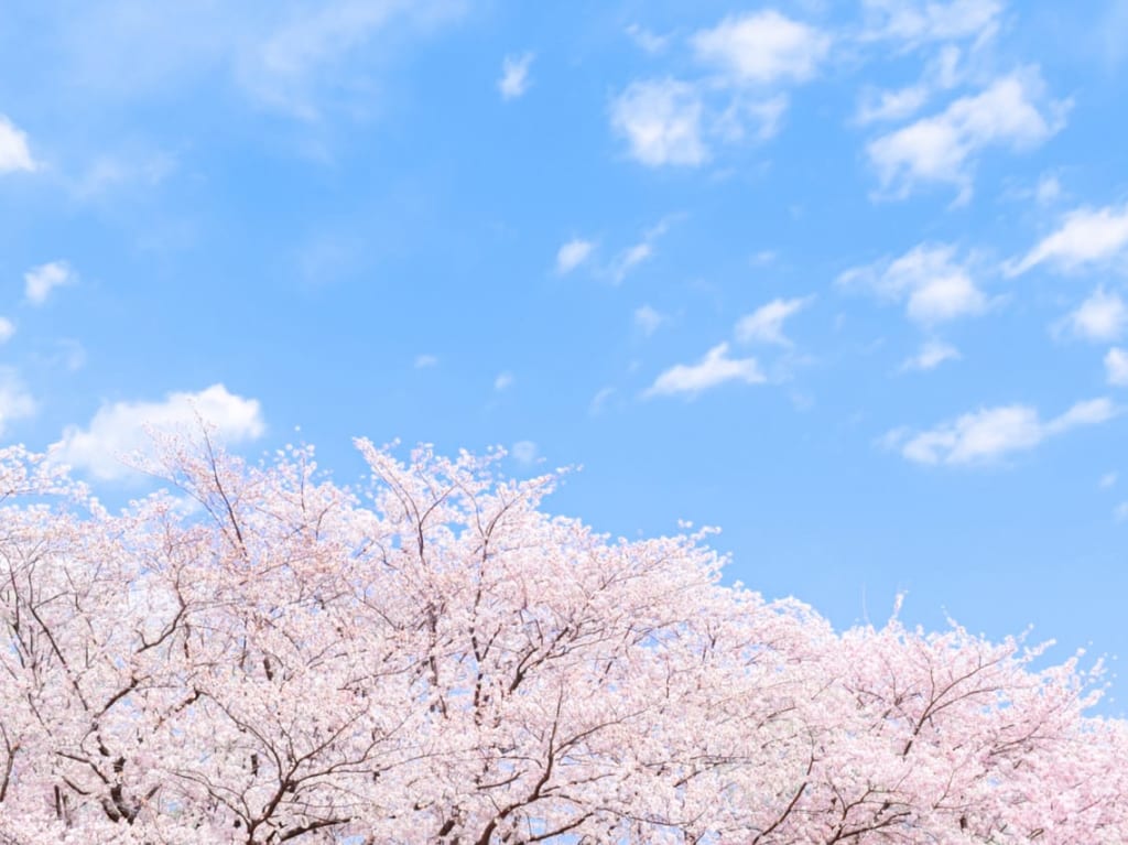 青空と桜の写真