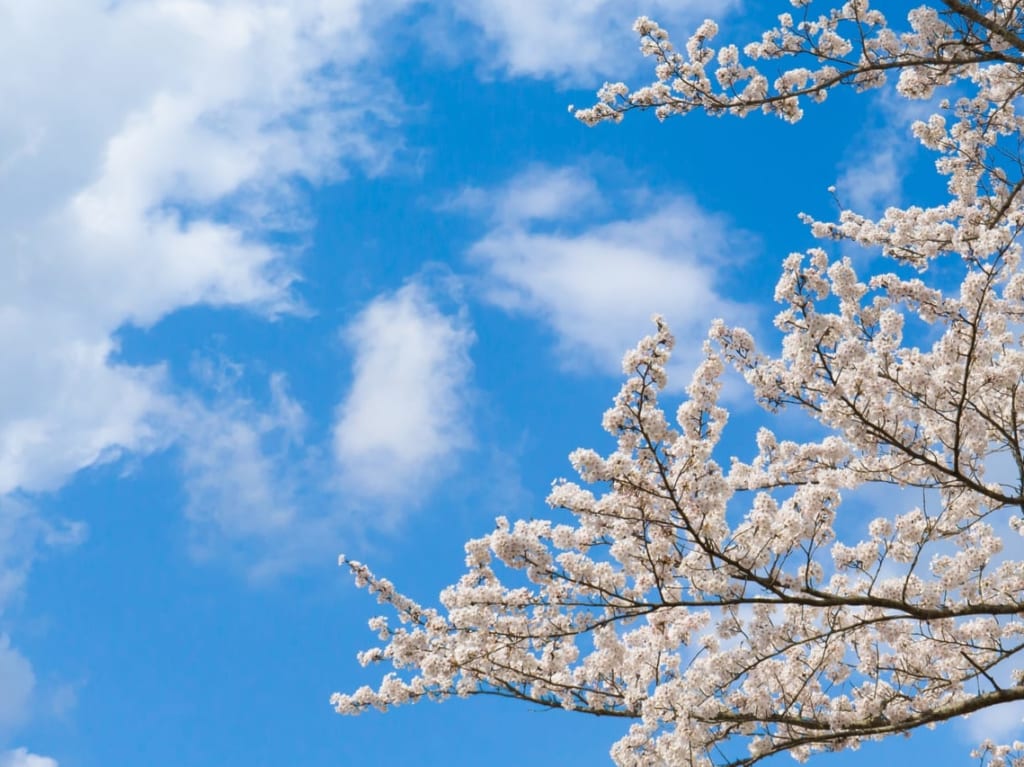 桜と青空の写真
