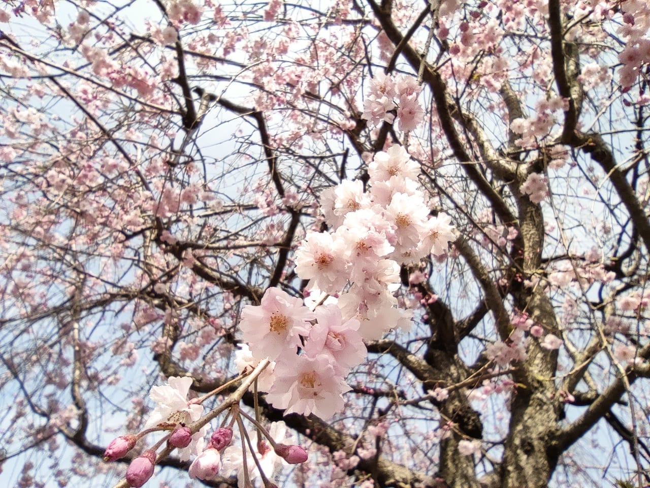 綾瀬の枝垂れ桜