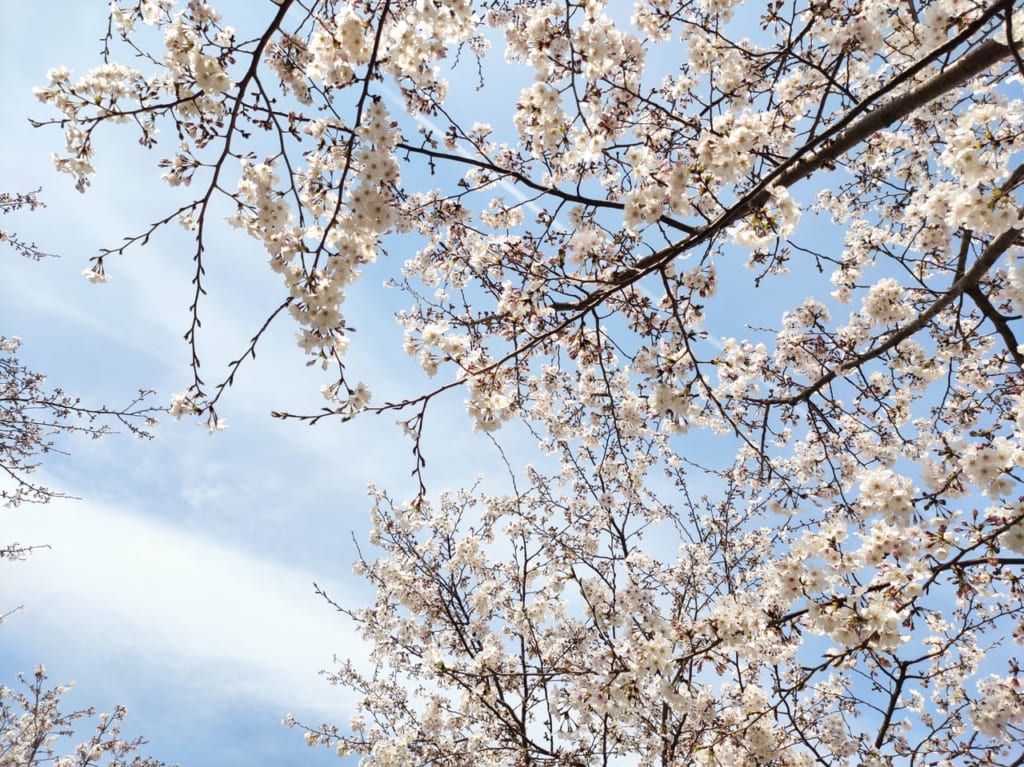 綾瀬の桜