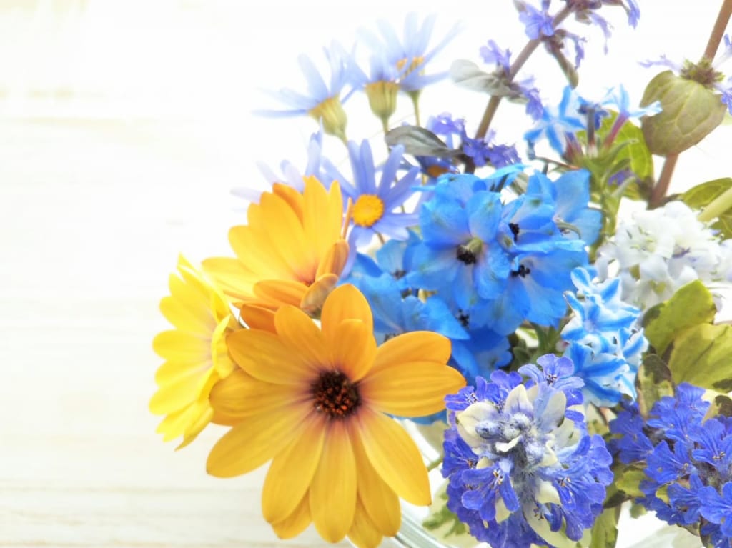 黄色と青のお花の写真