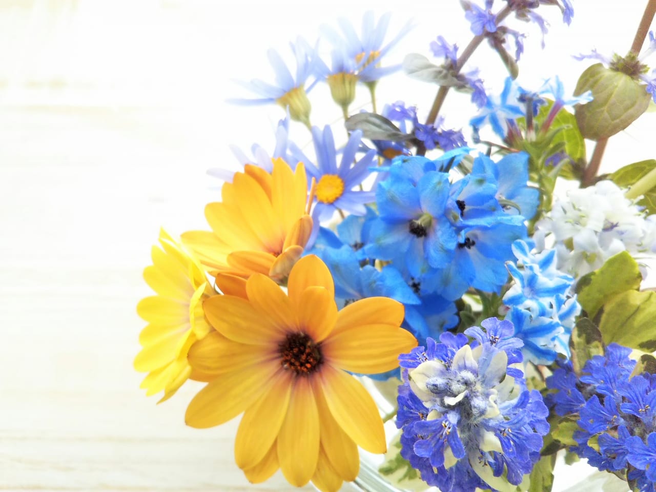黄色と青のお花の写真