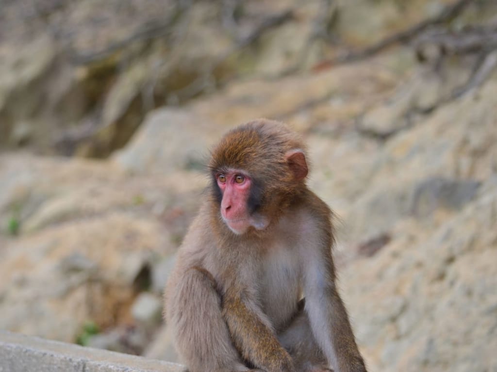 サルが座っている写真