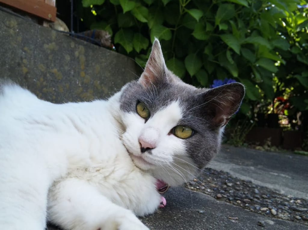 白とグレーの猫ちゃん