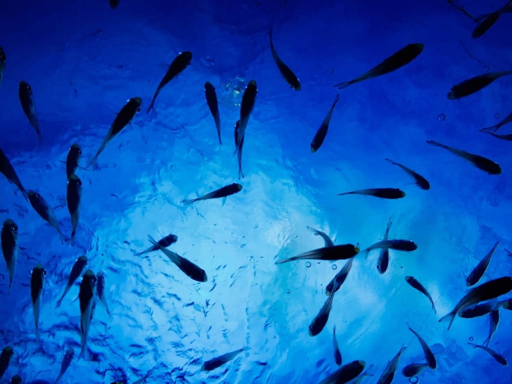 水族館で泳ぐ魚