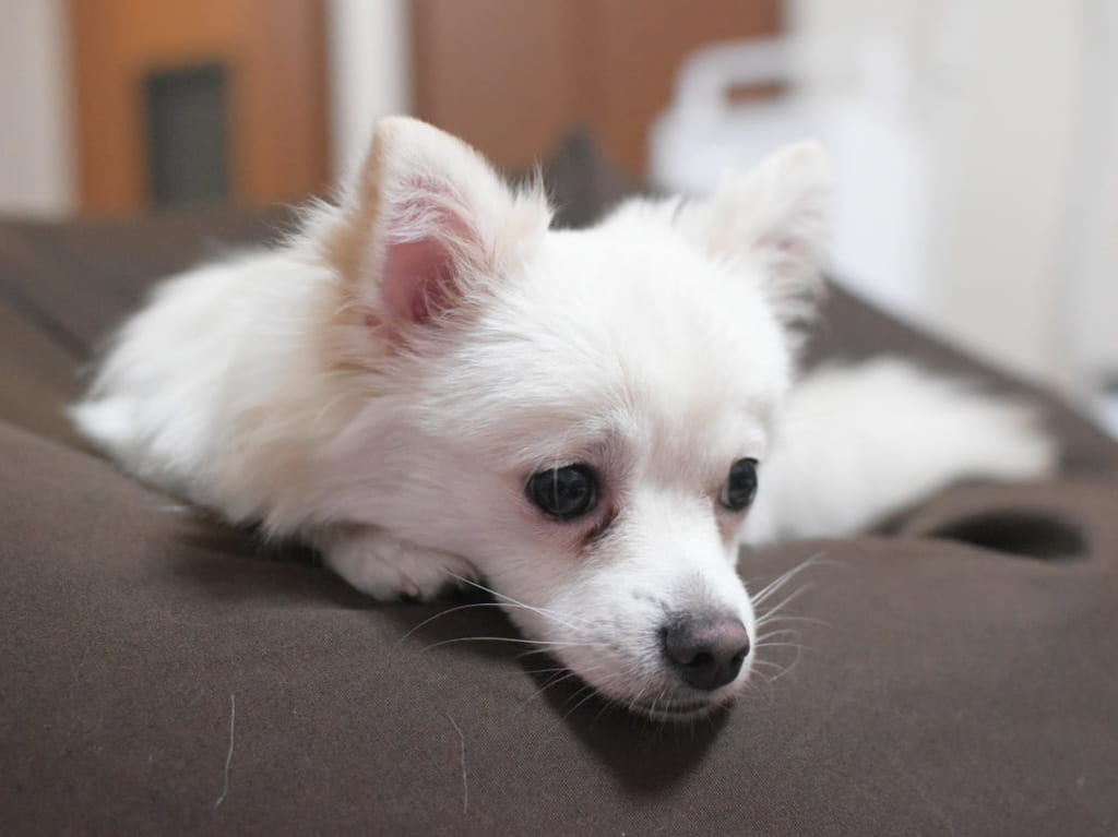 しっかりとソファに座る犬
