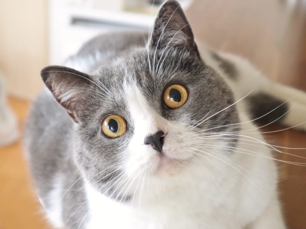 じっと見つめるハチワレの猫