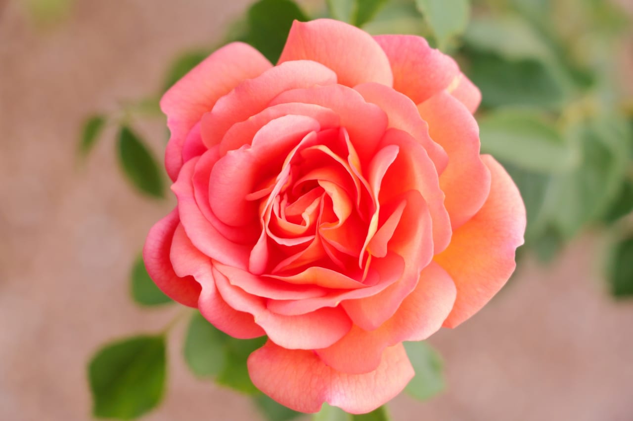 美しいピンクのバラ