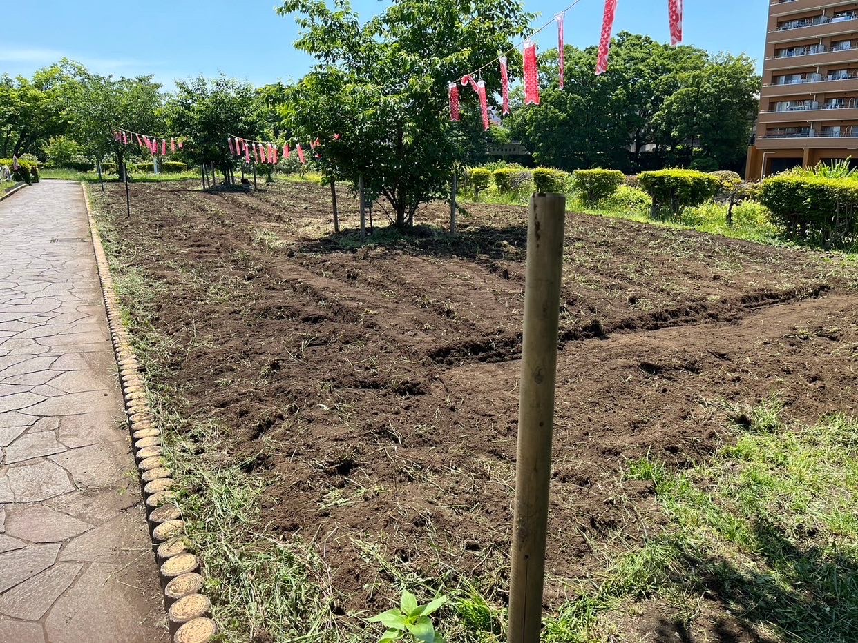 かにが沢公園 ひまわり種まき