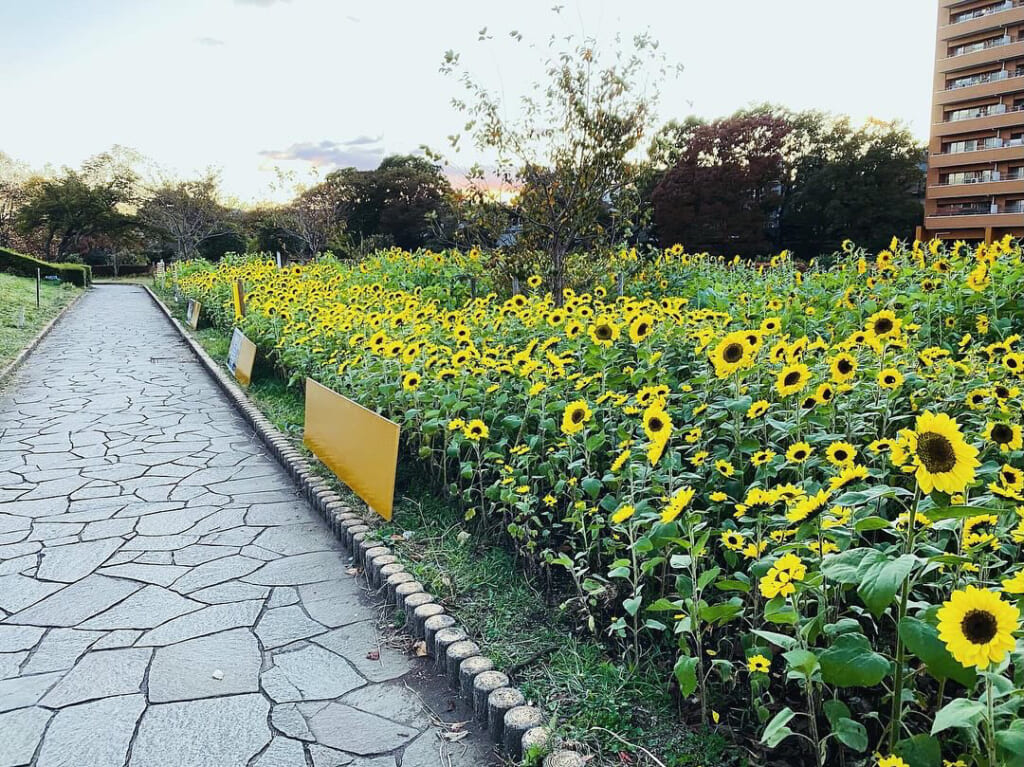 かにが沢公園 ひまわり種まき