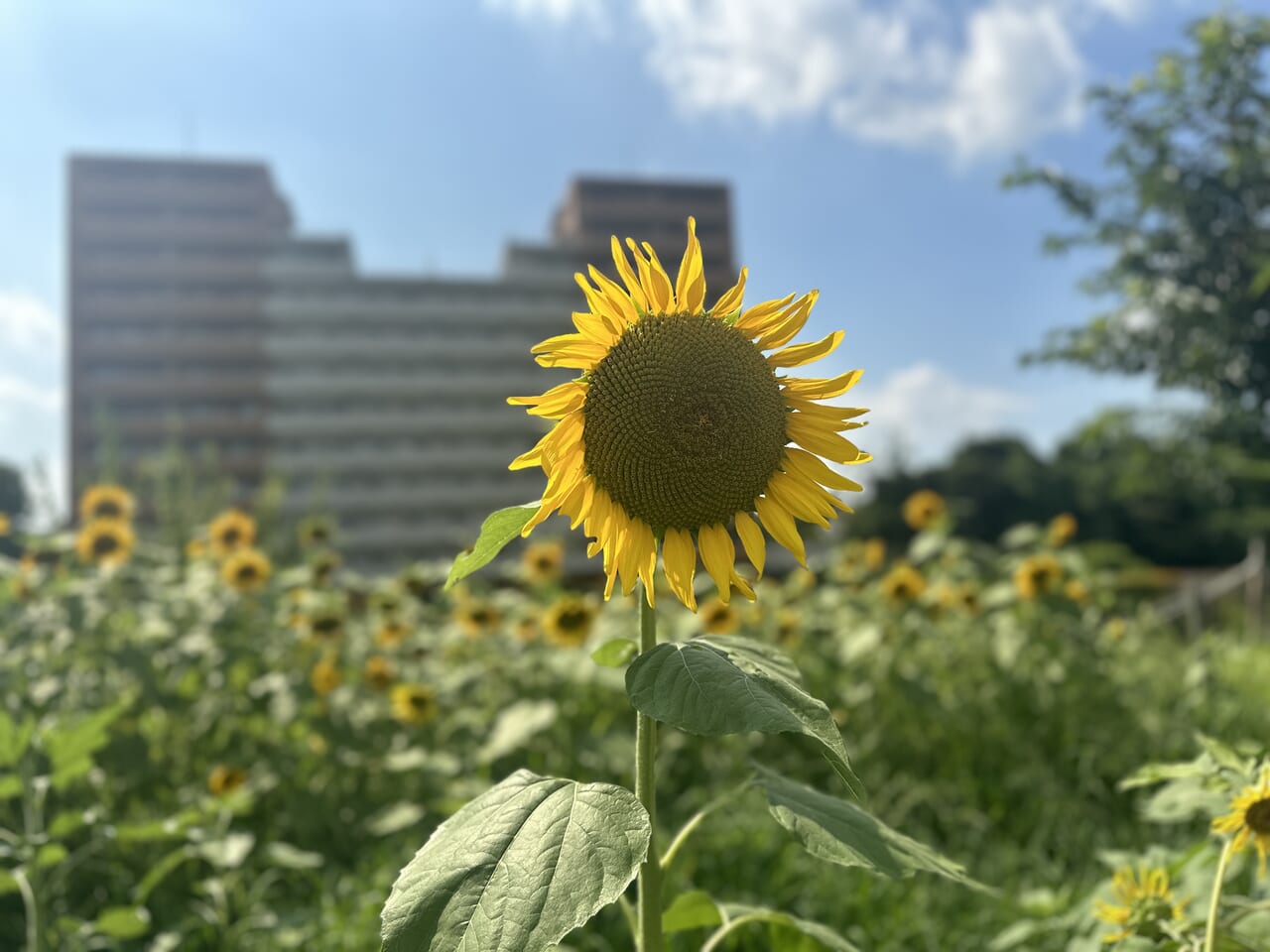 かにが沢公園