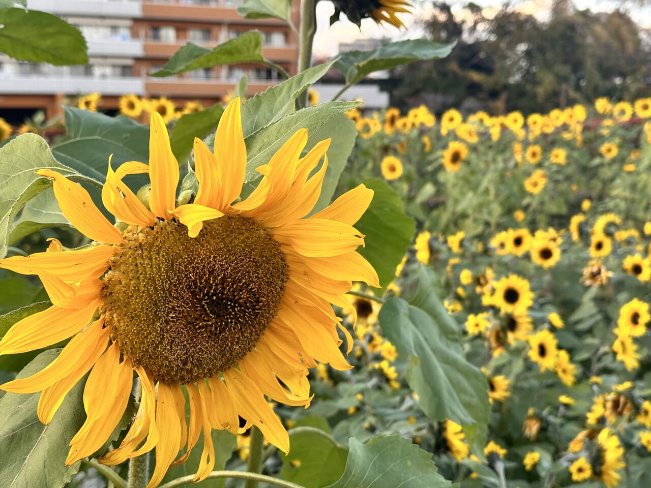 かにが沢公園