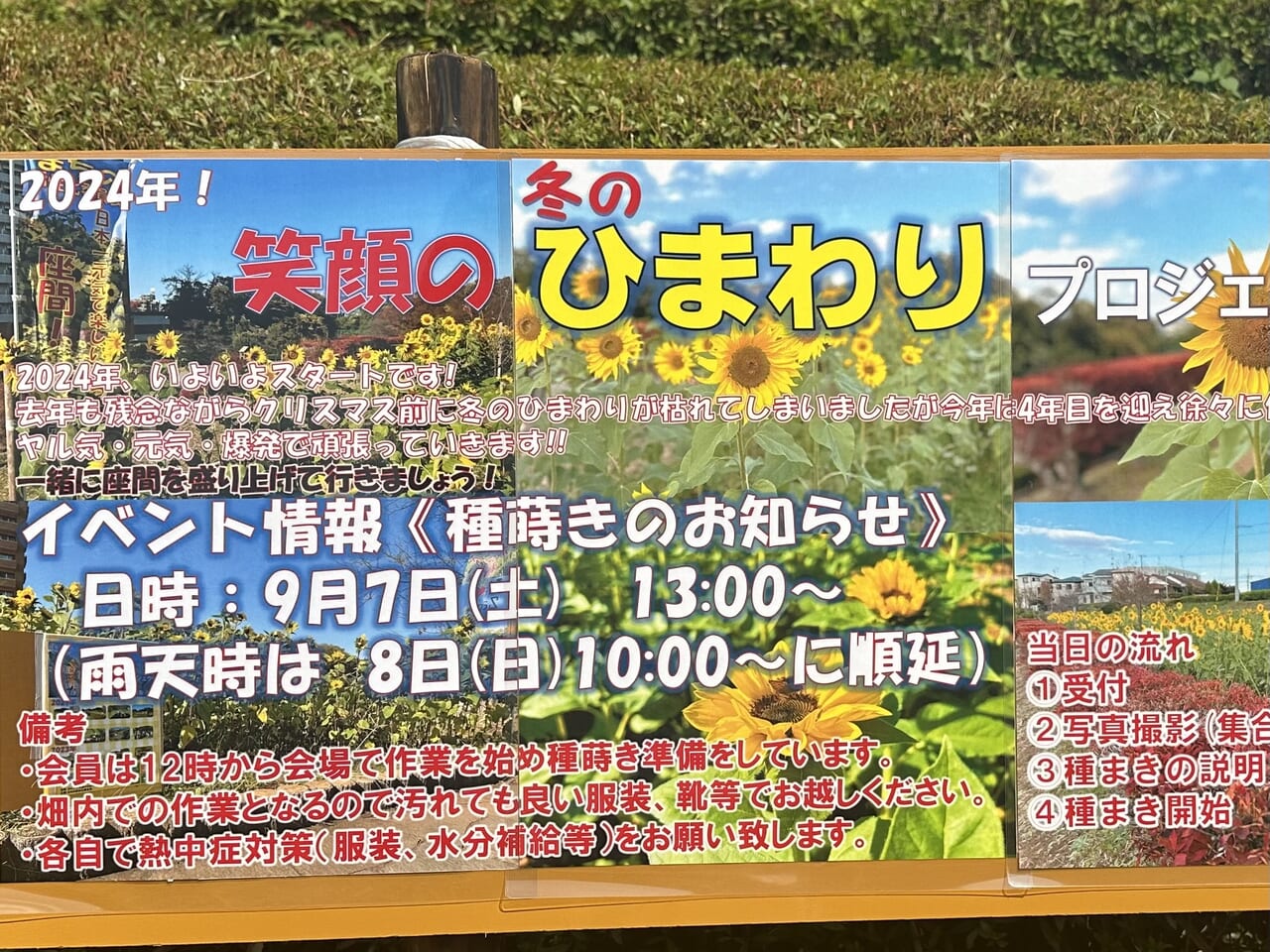 かにが沢公園 ひまわり 座間