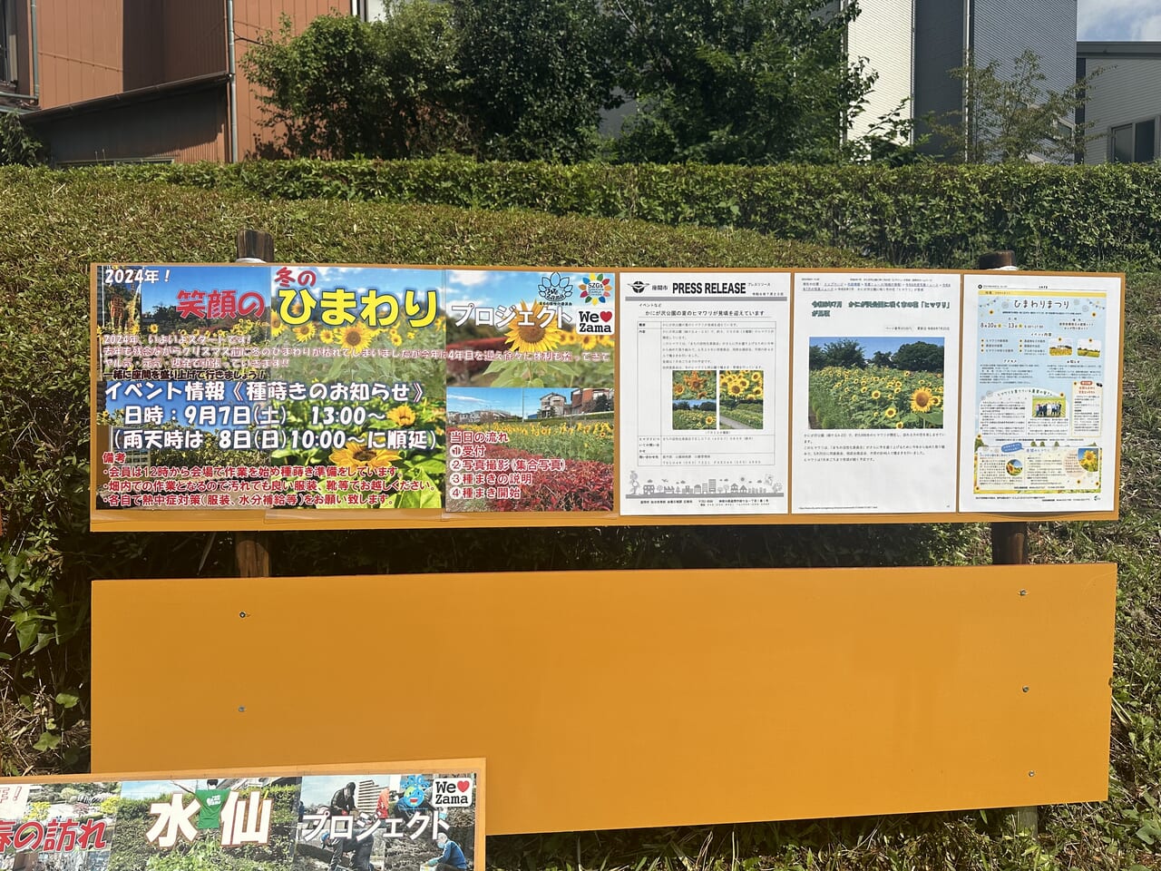 かにが沢公園 ひまわり 座間