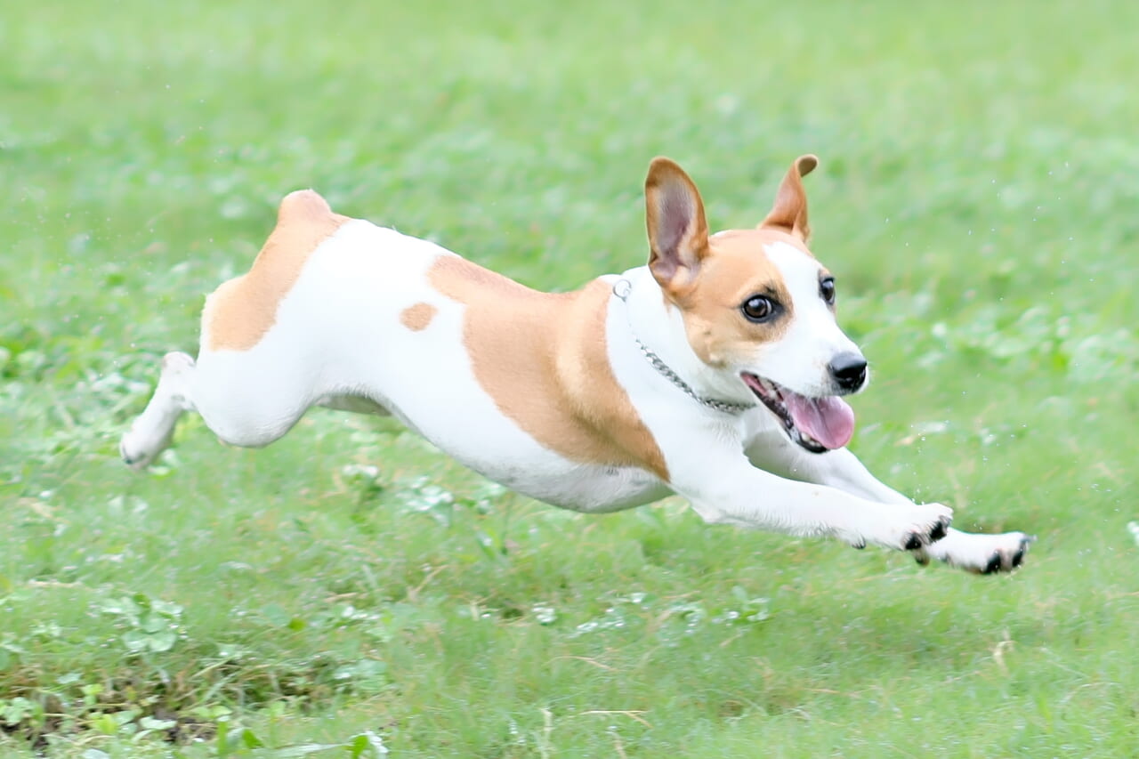 芝生を走る犬の様子