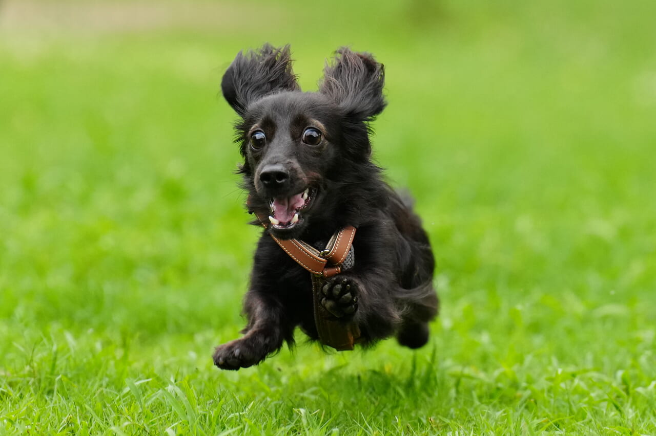 小型犬がドッグランで走る様子