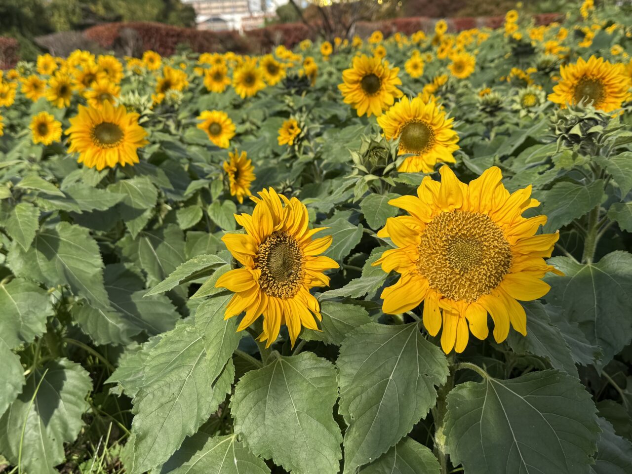 座間市　かにが沢公園 ひまわり 座間