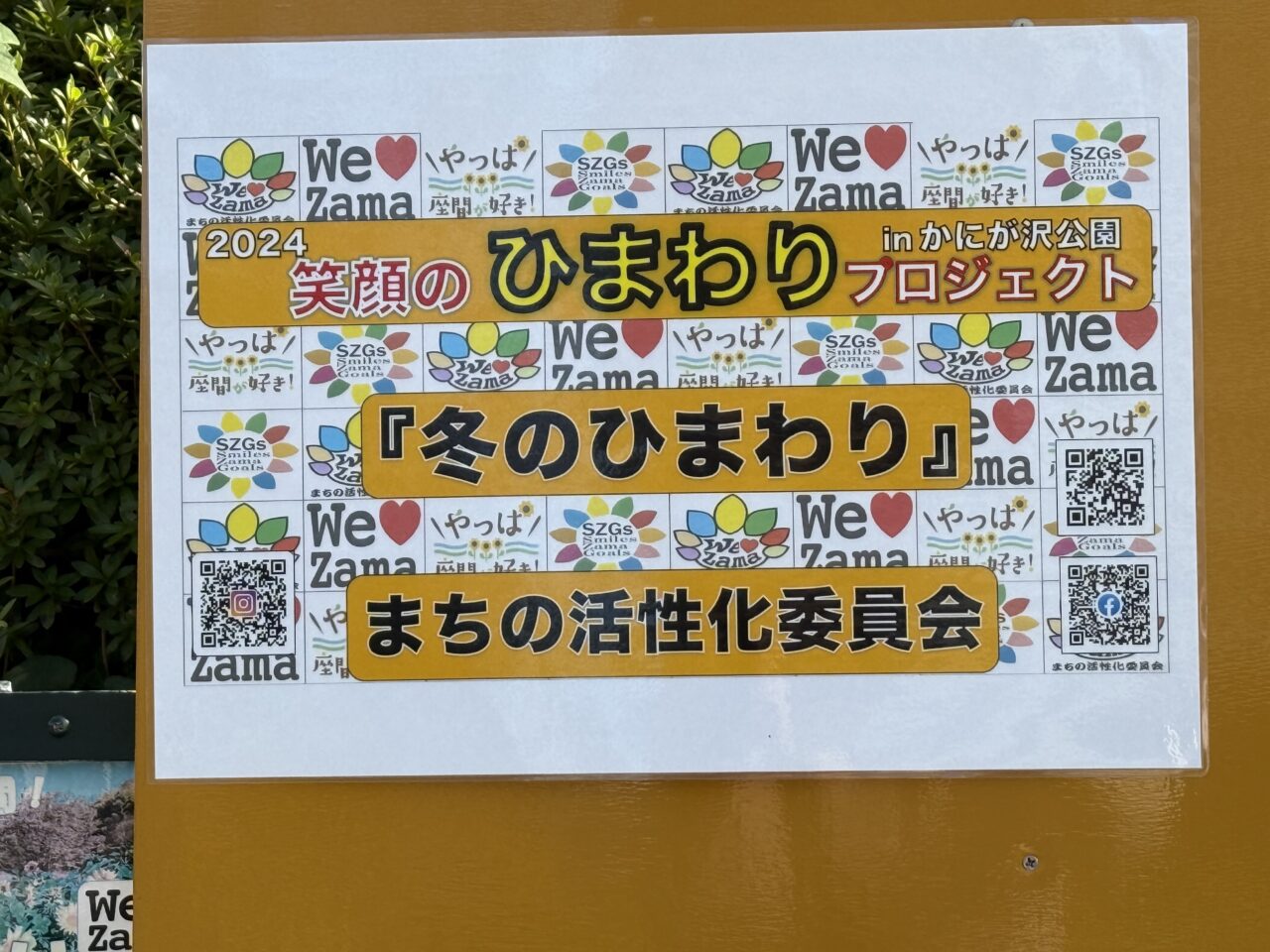 座間市　かにが沢公園 ひまわり 座間