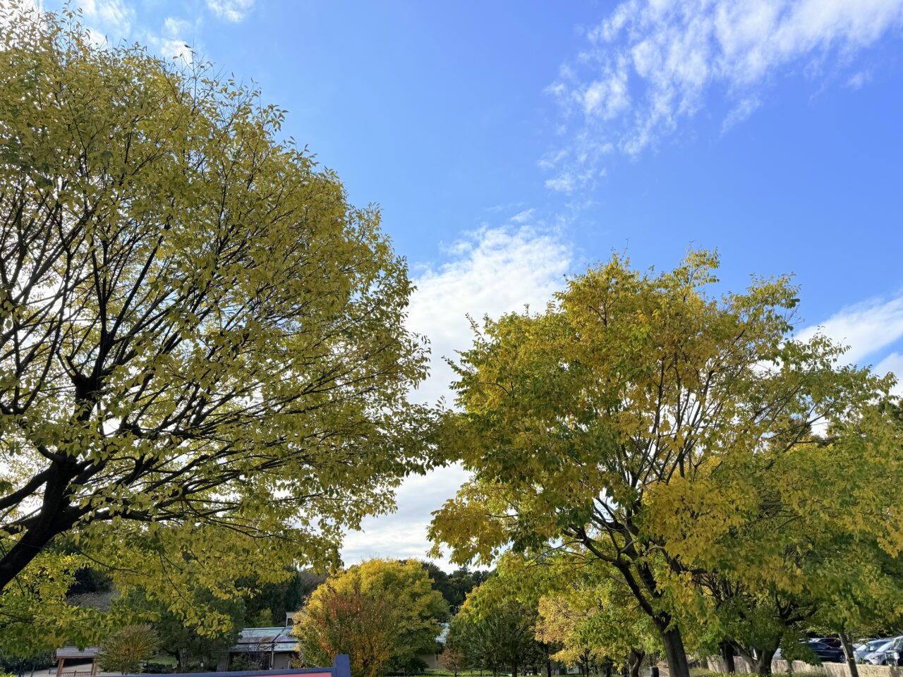 座間市の県立谷戸山公園の紅葉