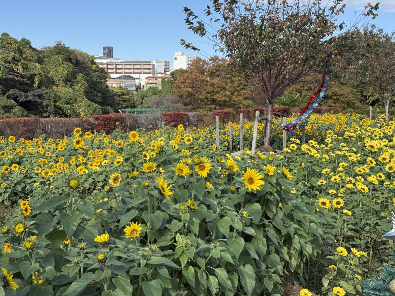 座間市　かにが沢公園 ひまわり 座間