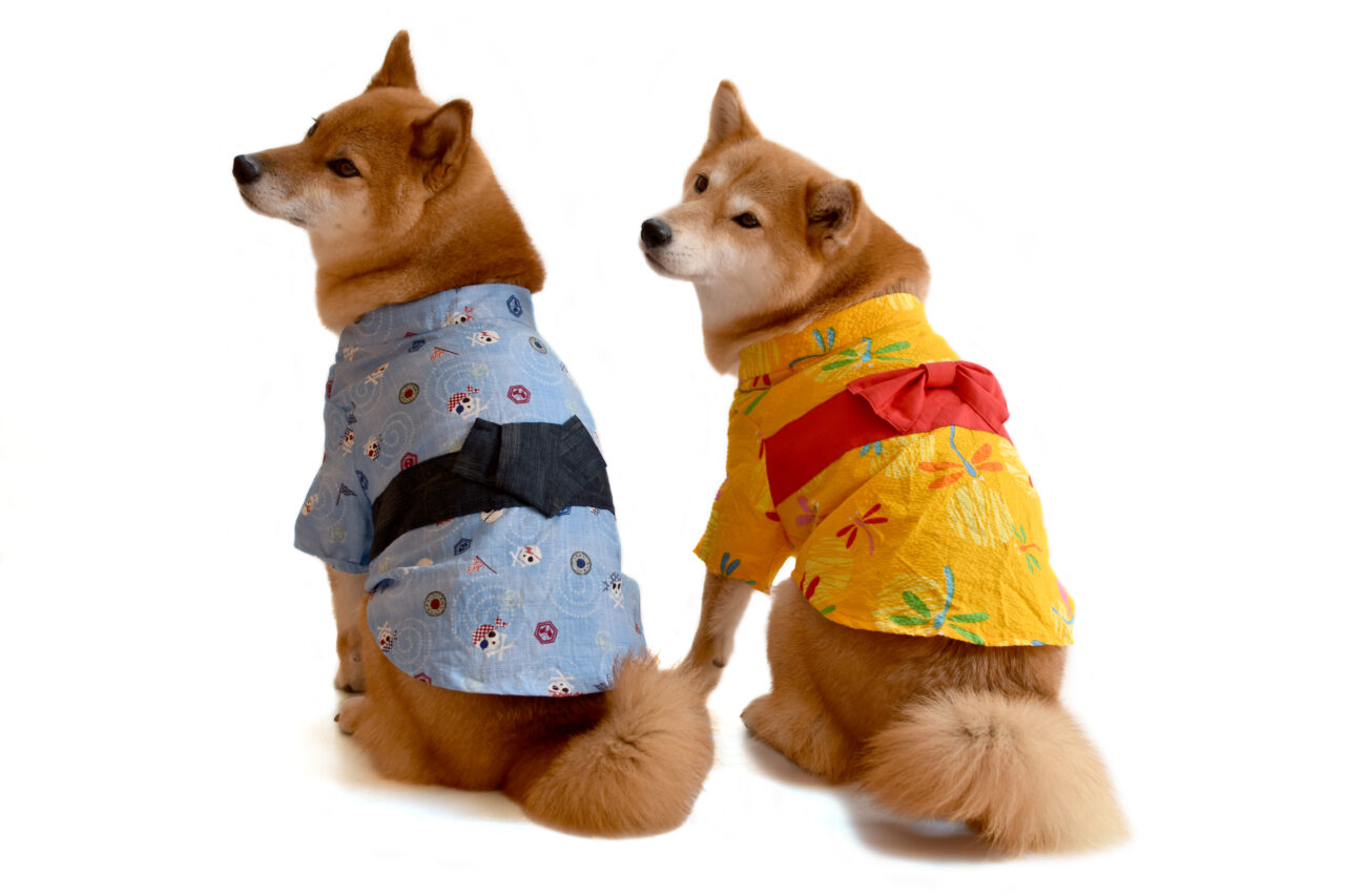海老名市和犬たちと夏祭りイベント