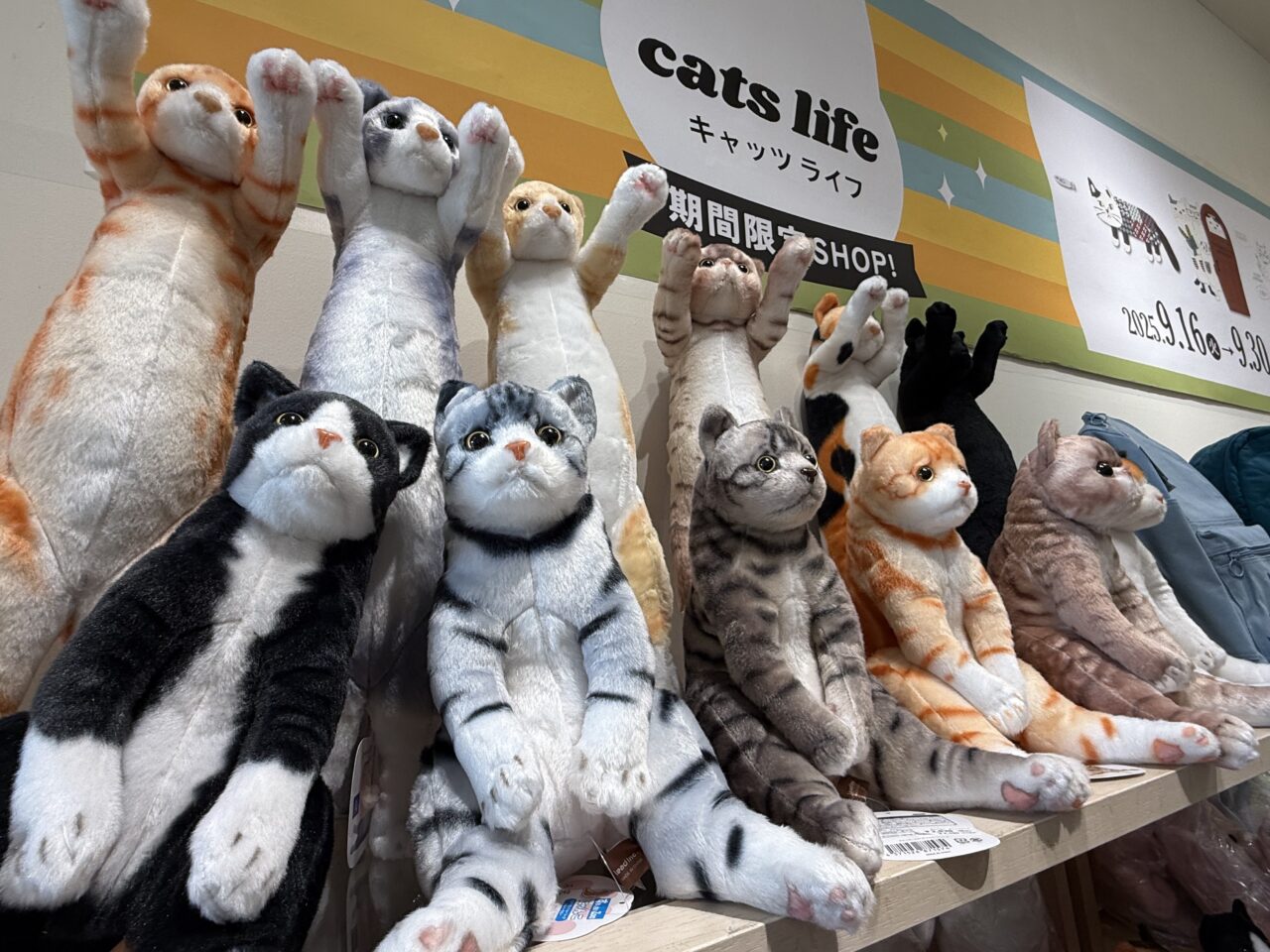 海老名市海老名マルイキャッツライフ