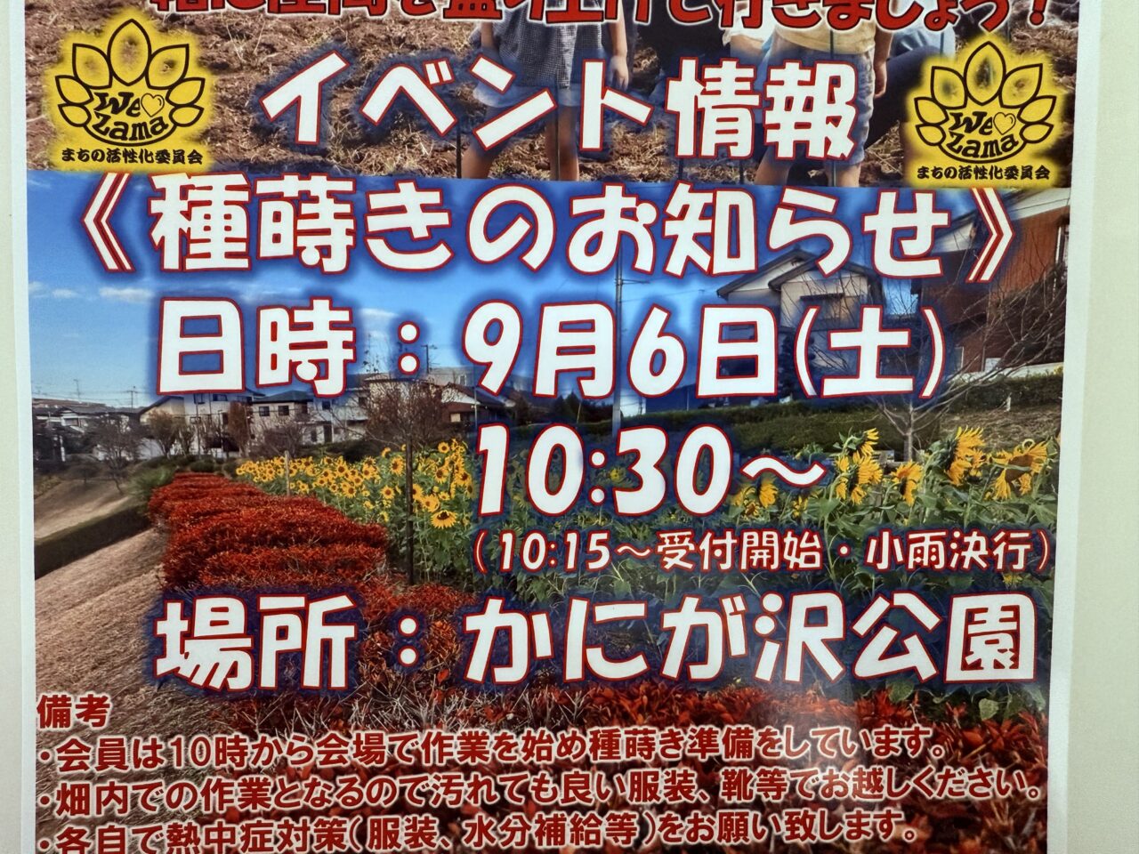 座間市　かにが沢公園 ひまわり 座間