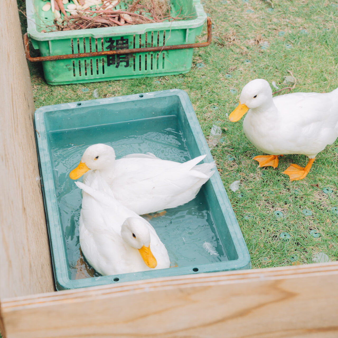10月イチゴマルシェの様子