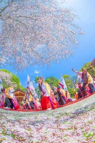 神奈川よさこい祭り