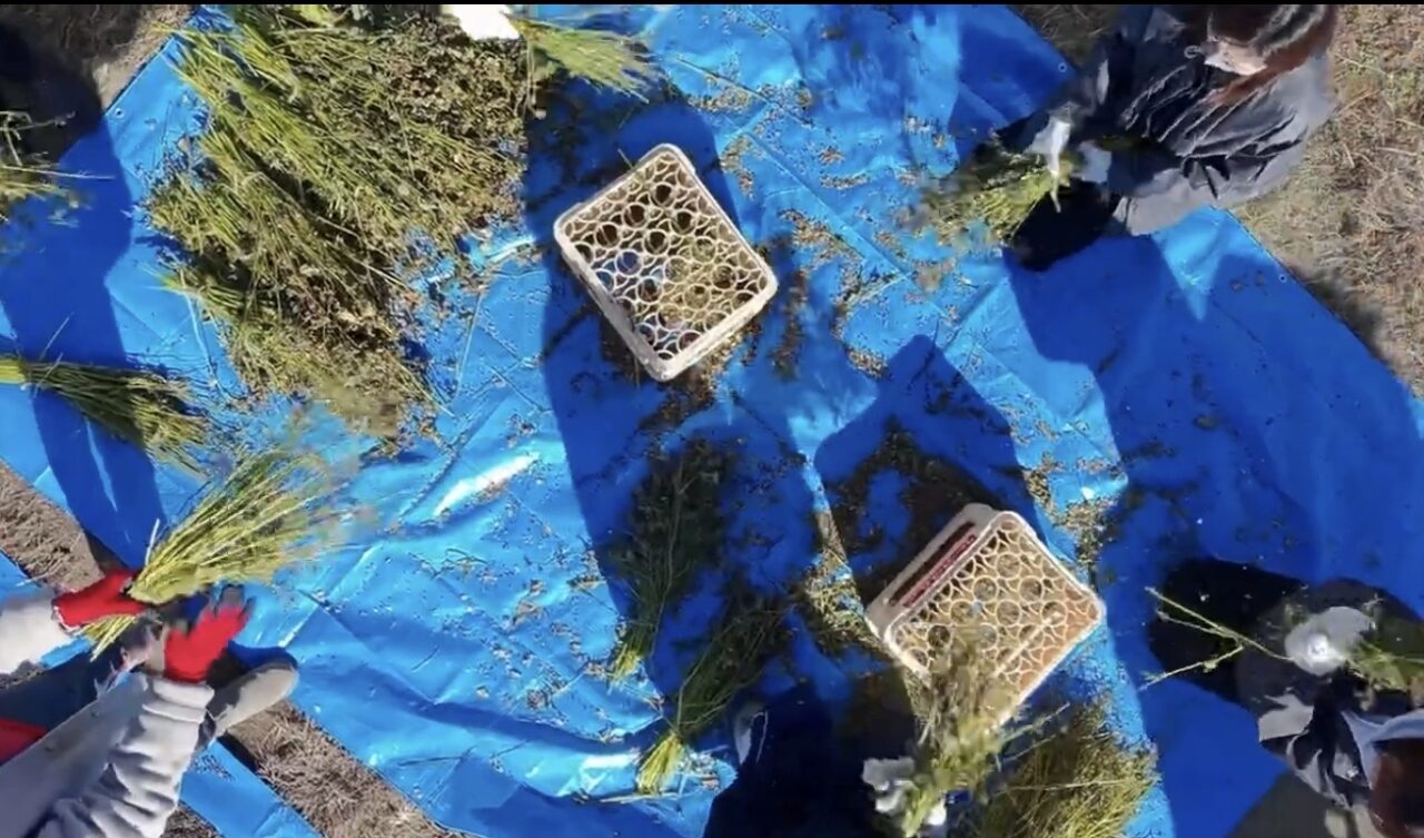 2343DEPARTMENTで「新蕎麦ヌーボー」期間限定コース