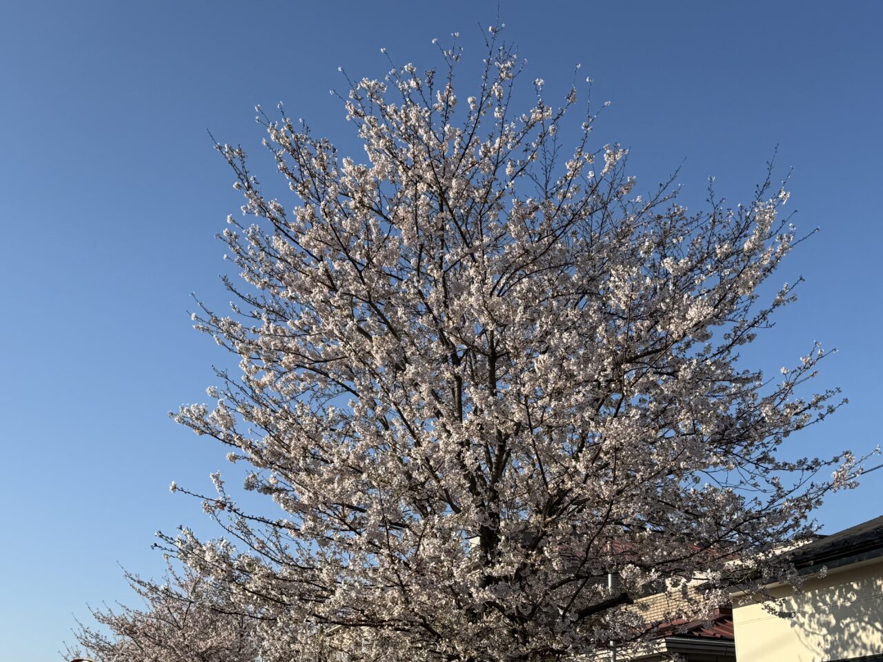桜、さがみ野さくら祭り
