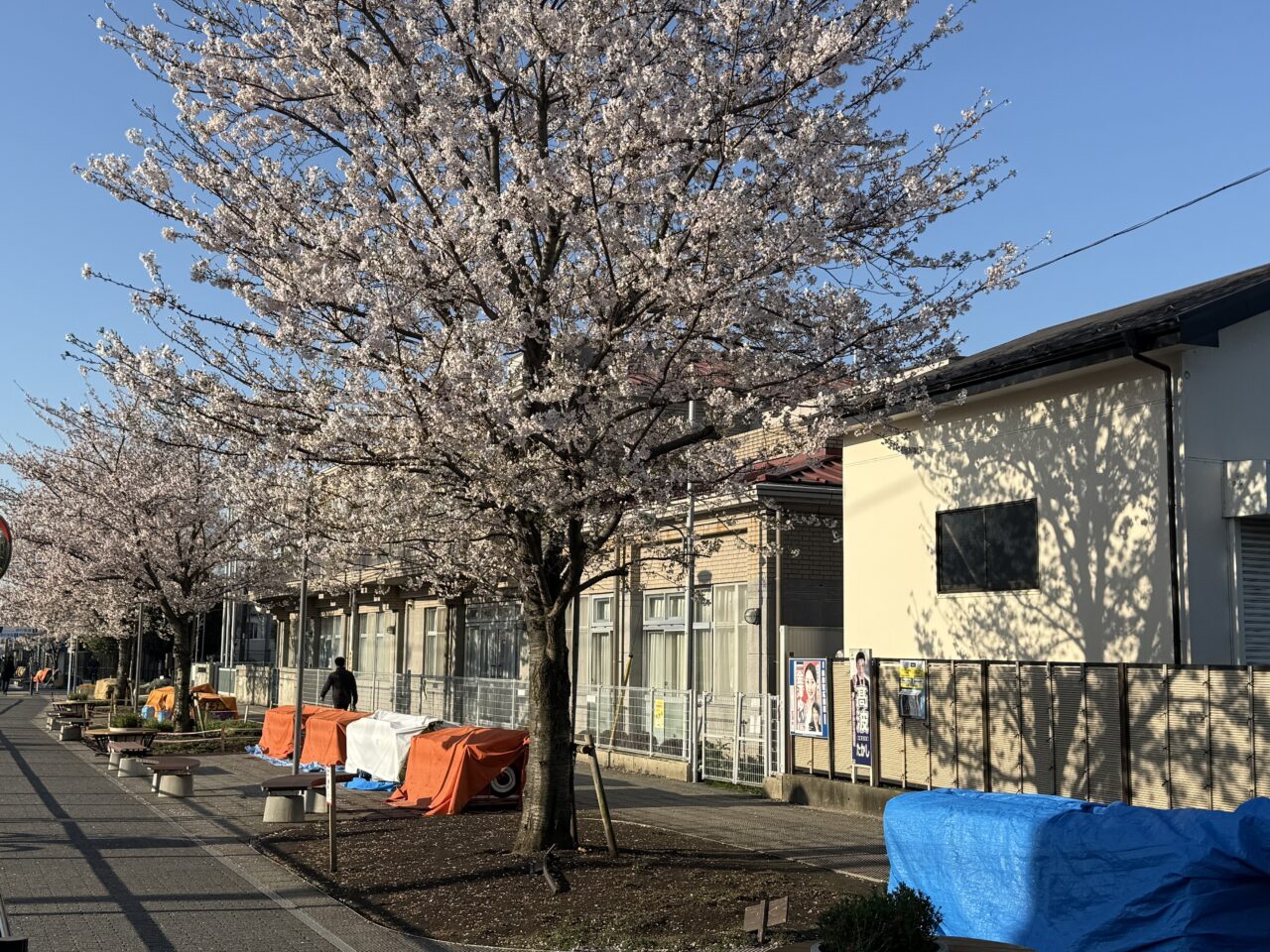 桜、さがみ野さくら祭り