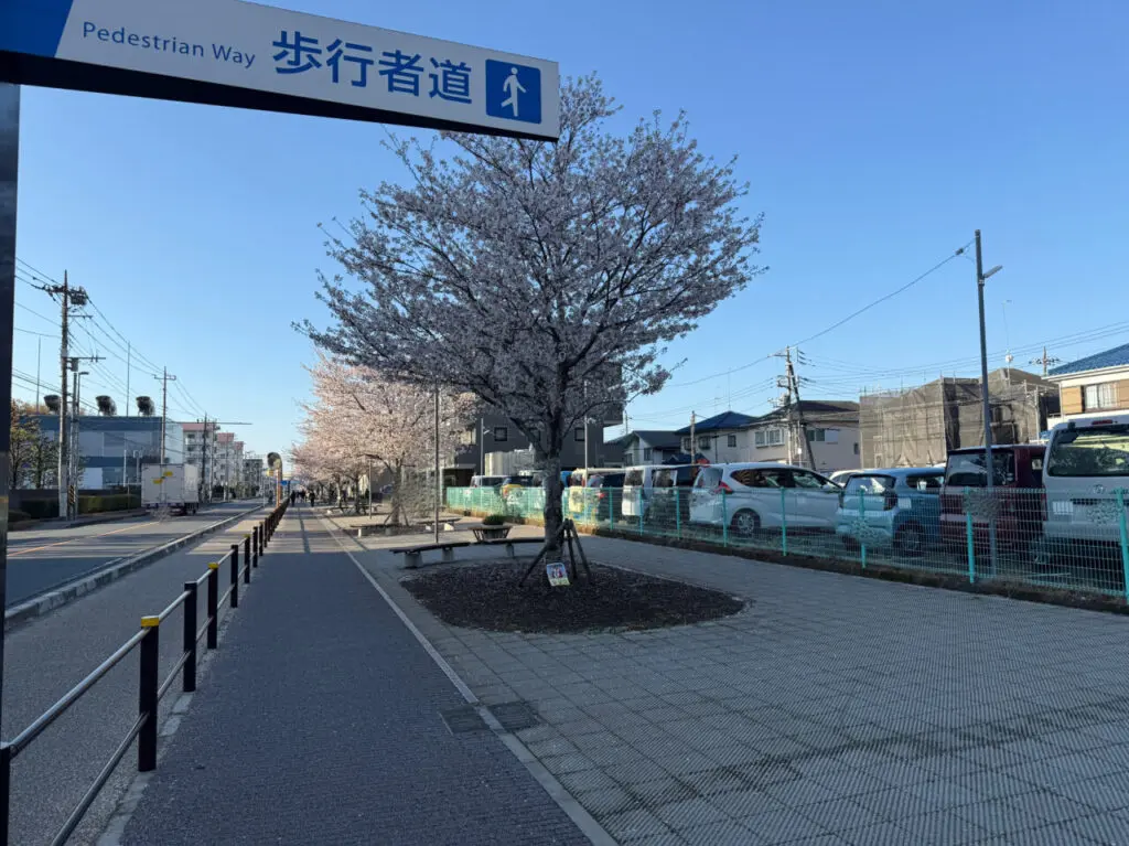 桜、さがみ野さくら祭り