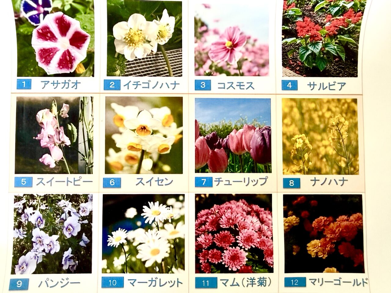 海老名市第２の市の花